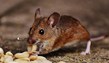 tree-injection-for-pest-control Experts in Collingdale